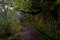 417_Madera_Levada das 25 Fontes